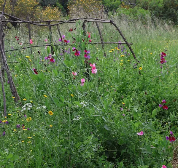 Test Post 2: Gardening