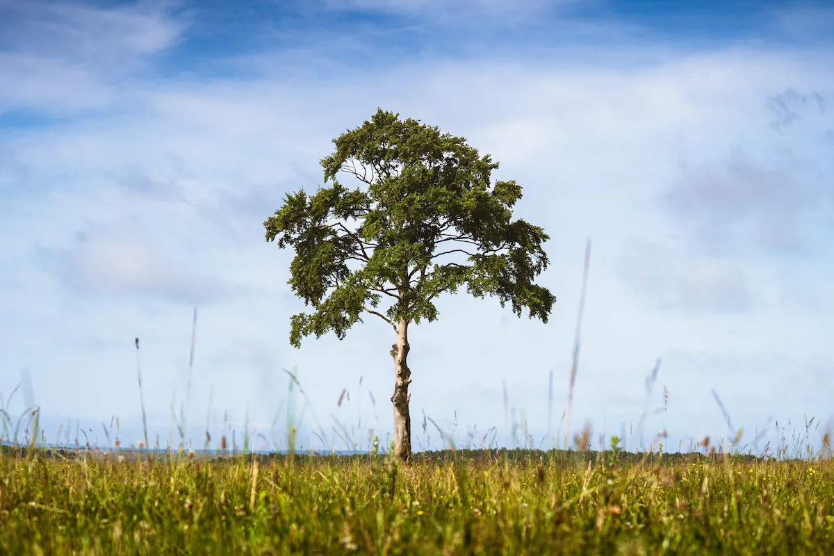 A lone beech tree with a tall straight trunk and rounded canopy standing on an open grassy plain