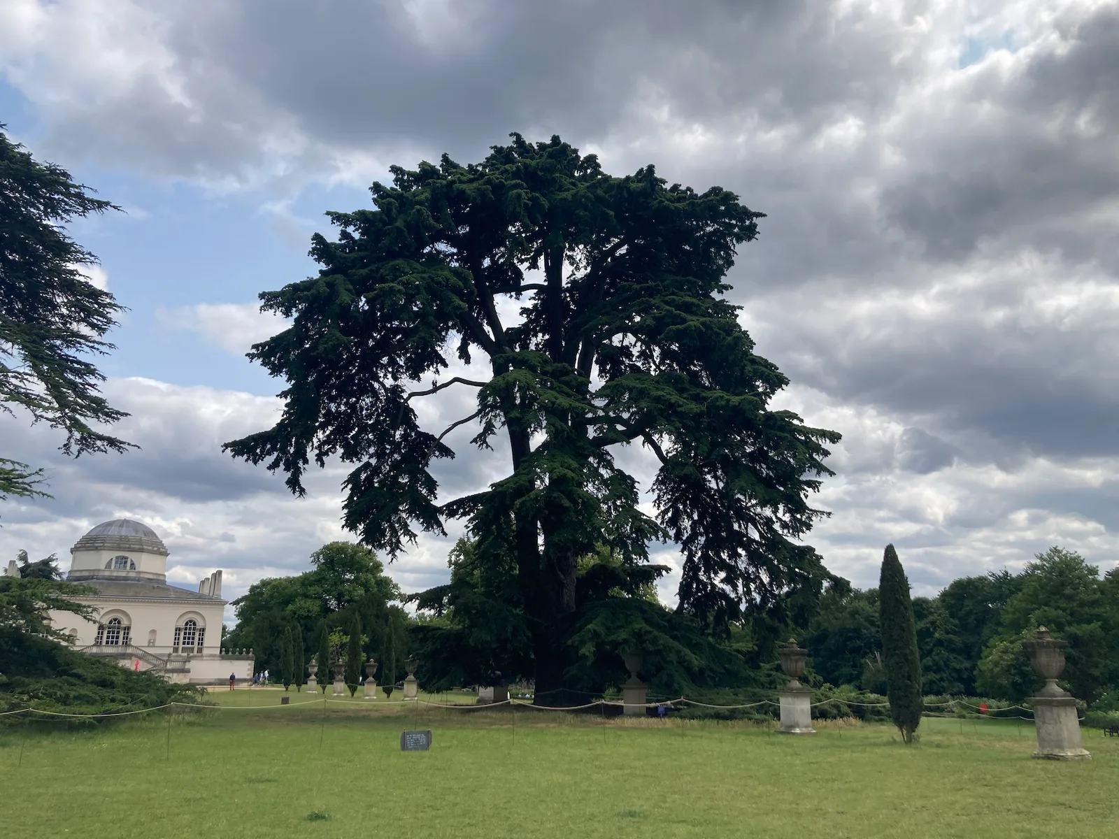 A huge cedar of Lebanon with drooping lower boughs and dark green foliage with a building visible in the background in the grounds of Chiswick House and Gardens