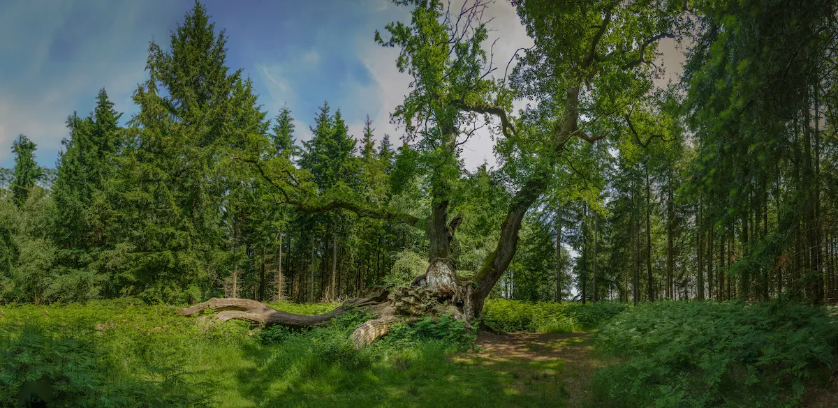 A sprawling ancient sessile oak known as the King of Limbs with a wide hollowing trunk and long twisting limbs extending in different directions