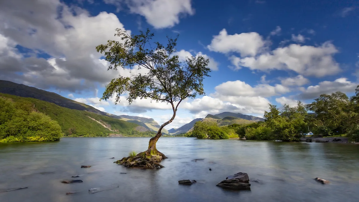 A lone birch tree standing near the edge of a still lake with Eryris mountains rising in the background