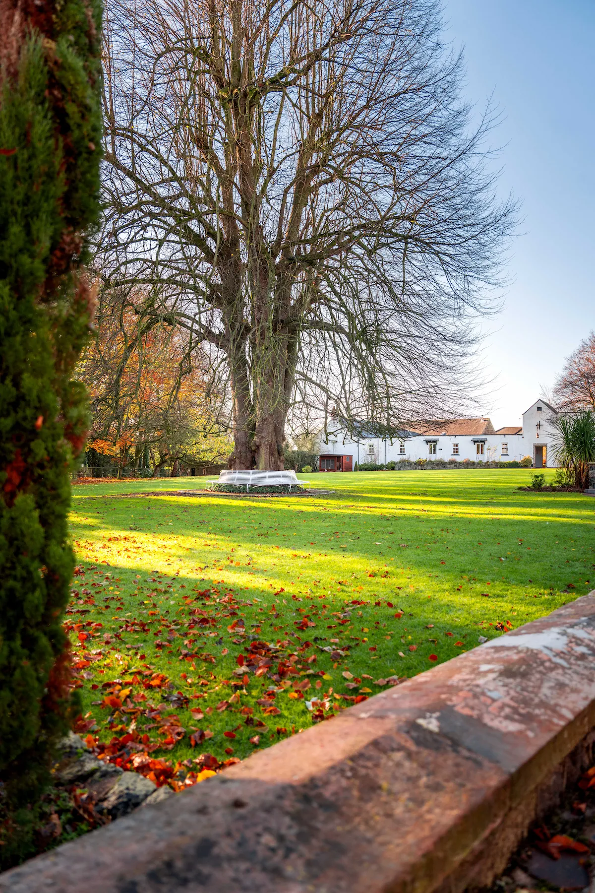 A large lime tree surrounded by a white circular bench with the Dunadry Hotel visible in the background