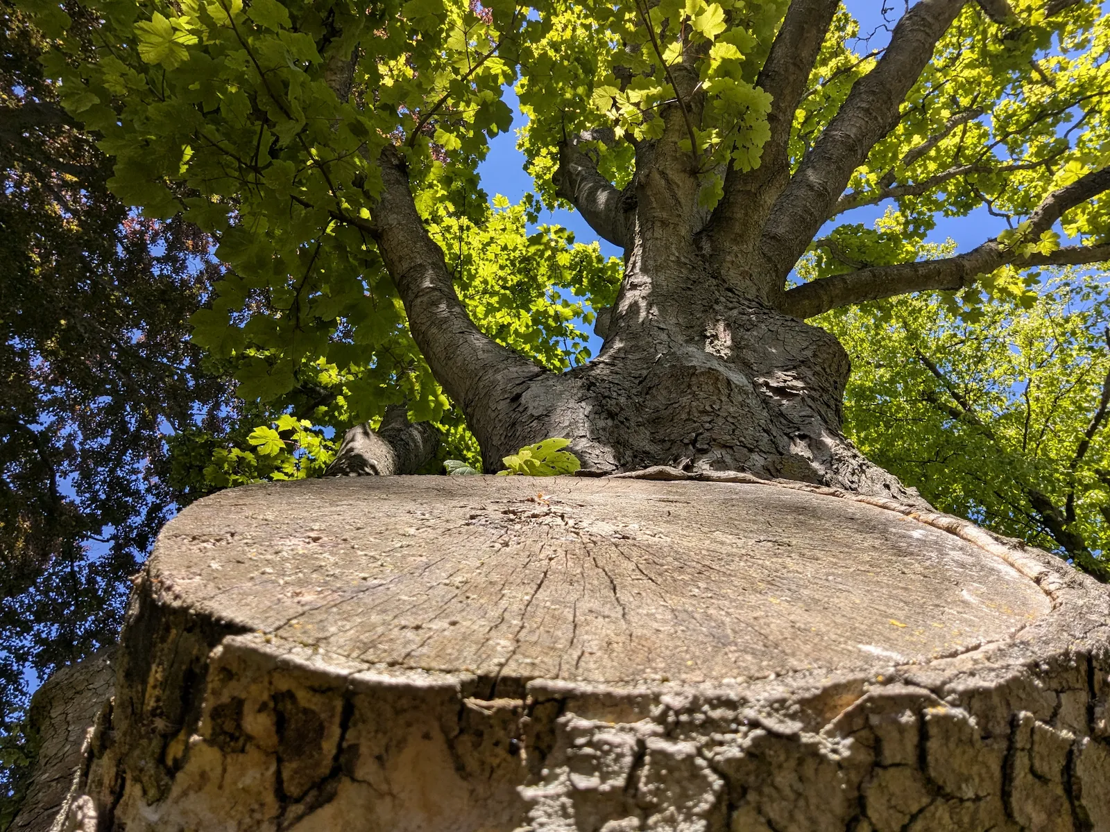An upward view from beneath a large cut branch of an old sycamore showing the trunk rising above it and green foliage filling the canopy