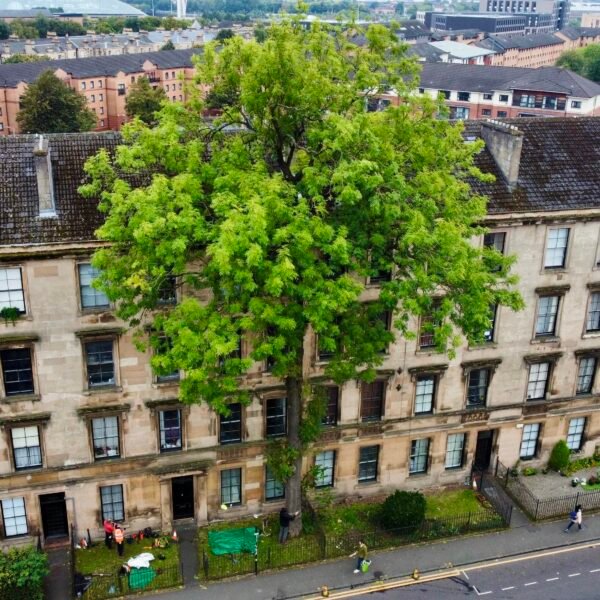 2025 UK Tree of the Year Award – Argyle Street Ash Leaves Rivals in the…