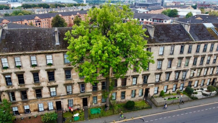 2025 UK Tree of the Year Award – Argyle Street Ash Leaves Rivals in the Shade