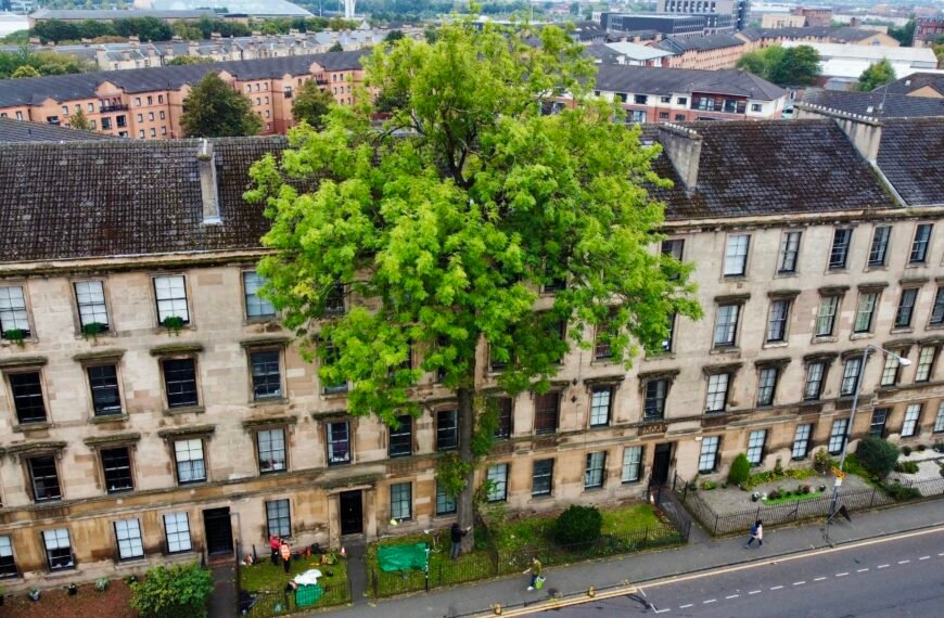  2025 UK Tree of the Year Award – Argyle Street Ash Leaves Rivals in the…