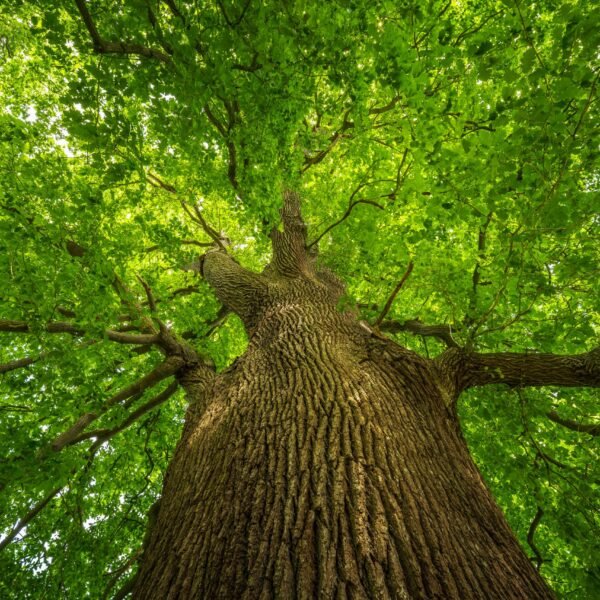 Have your Say! Vote for the UK’s Tree of the Year 2025