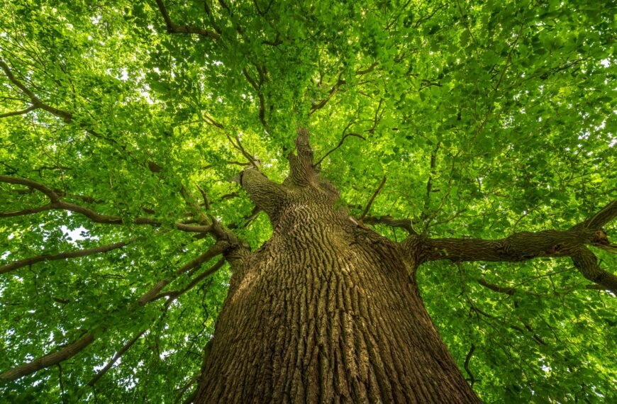 Have your Say! Vote for the UK’s Tree of the Year 2025