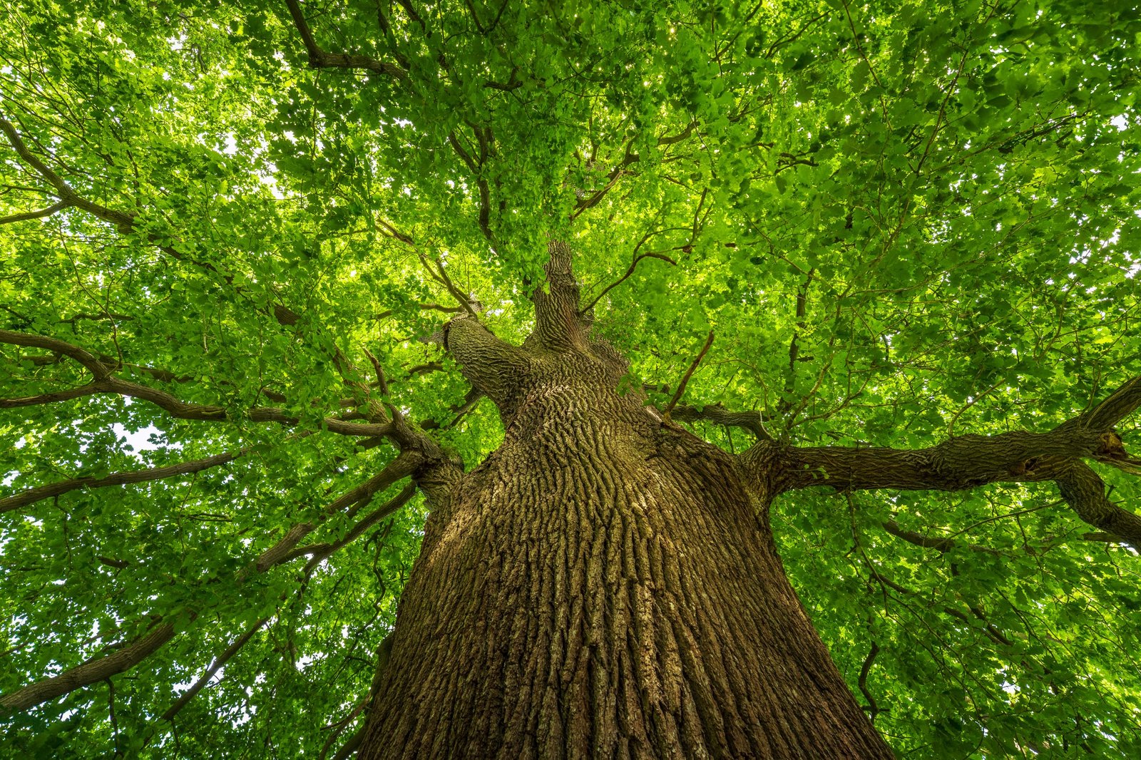 Have your Say! Vote for the UK’s Tree of the Year 2025