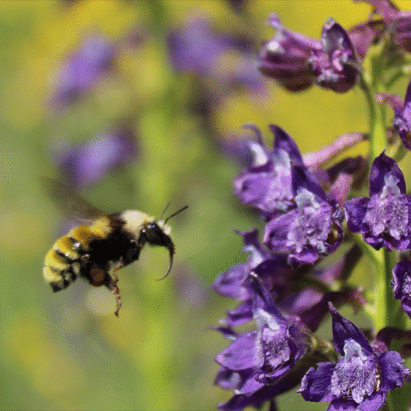 Nature’s Little Nutritionists! Bumblebees Found to Track Their Macros