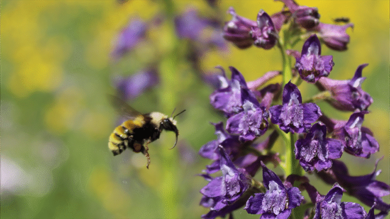 Nature’s Little Nutritionists! Bumblebees Found to Track Their Macros