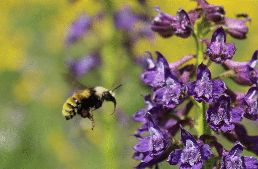 Nature’s Little Nutritionists! Bumblebees Found to Track Their Macros