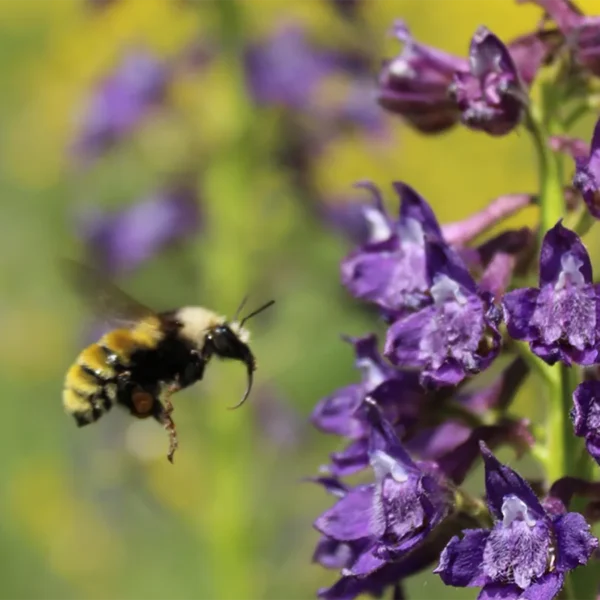 A wild bumblebee (Bombus appositus) hovering in mid‑flight as it approaches a purple Delphinium barbeyi flower.