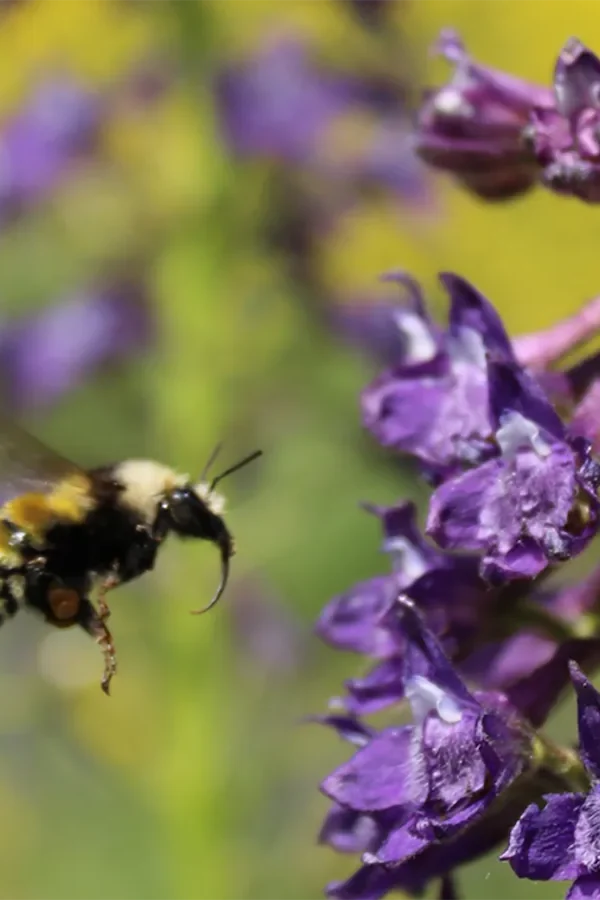 A wild bumblebee (Bombus appositus) hovering in mid‑flight as it approaches a purple Delphinium barbeyi flower.