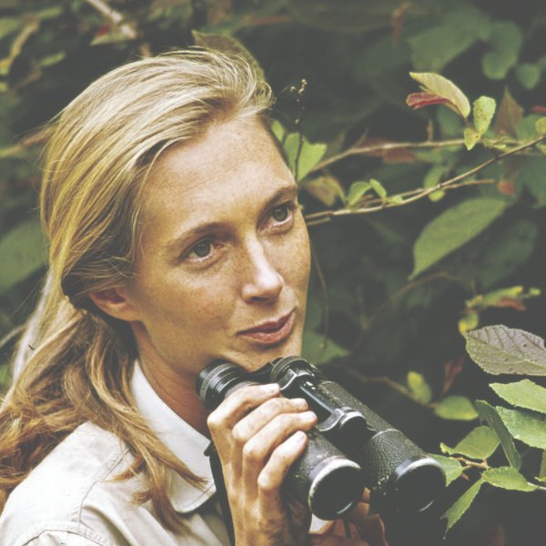 A Farewell to Jane Goodall (1934–2025): Chimpanzee Expert, Conservationist, Voice of Hope