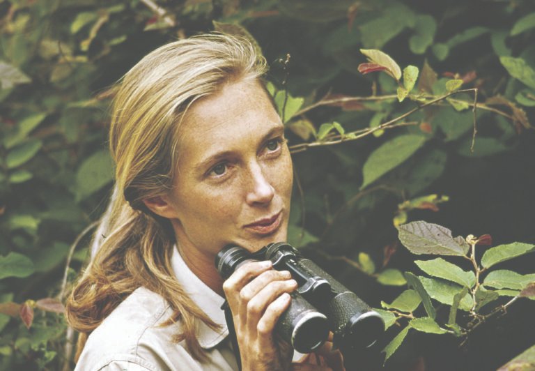 A Farewell to Jane Goodall (1934–2025): Chimpanzee Expert, Conservationist, Voice of Hope