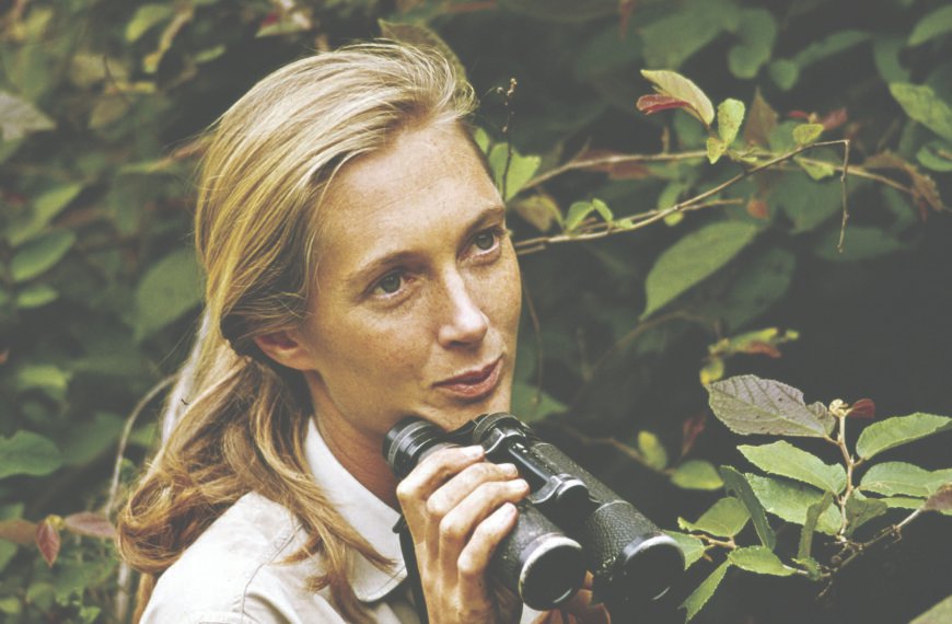 A Farewell to Jane Goodall (1934–2025): Chimpanzee Expert, Conservationist, Voice of Hope