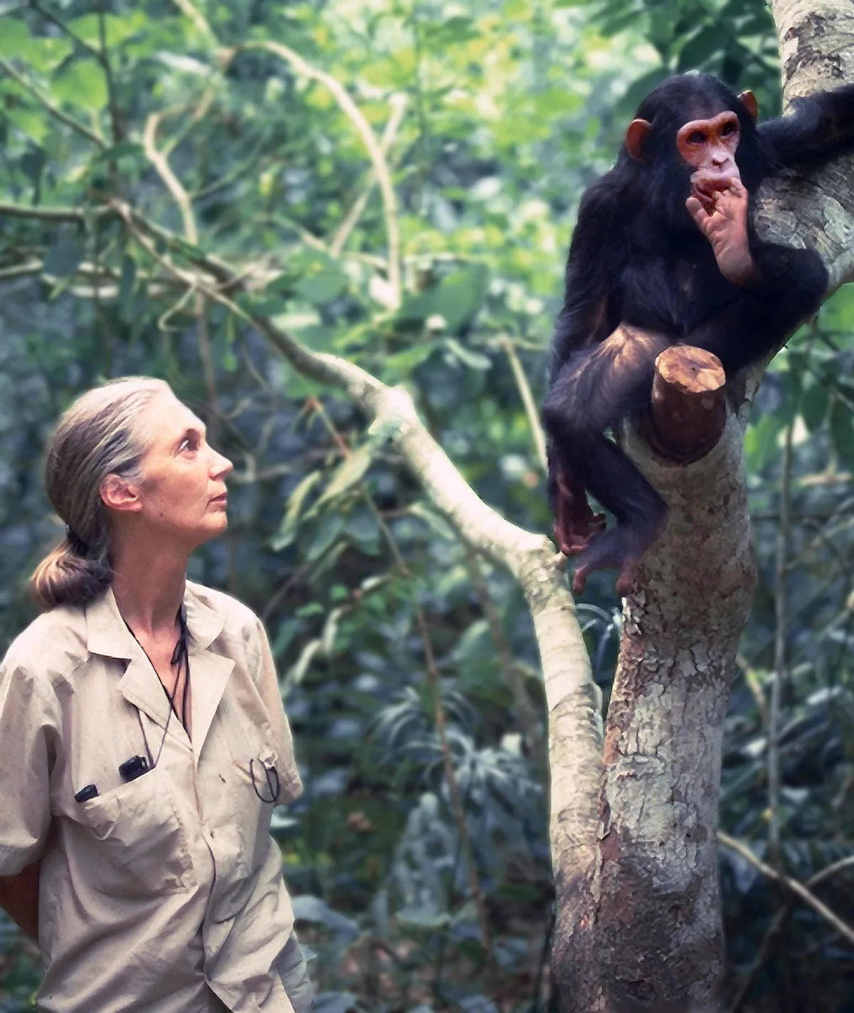 Jane Goodall standing next to a tree with the chimpanzee Galahad in its branches 