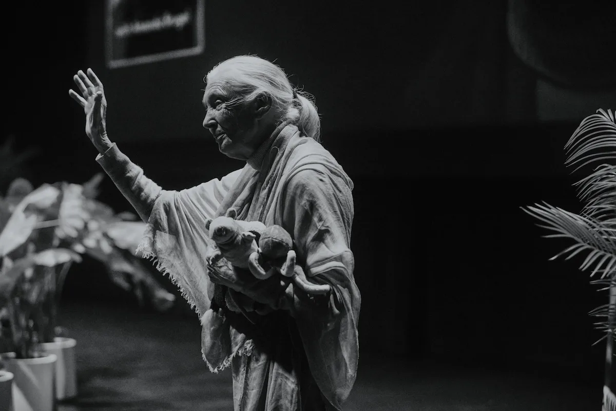 Jane Goodall waving to the audience at an event in Kitchener Ontario in 2024
