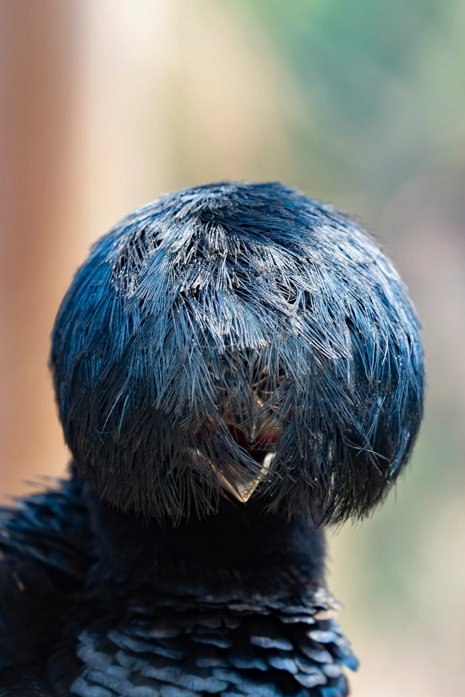 An Amazonian umbrellabird perches with its thick crest feathers hanging over its face leaving only its open beak visible beneath the curtain of plumage