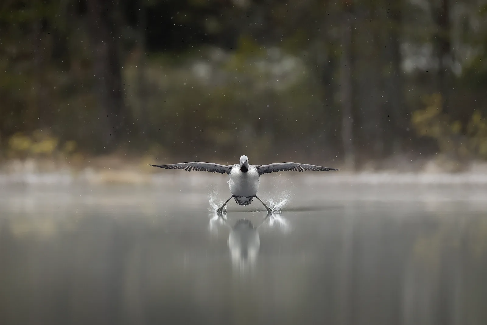 A redthroated loon touches down on the water with its legs stretched apart as it lands