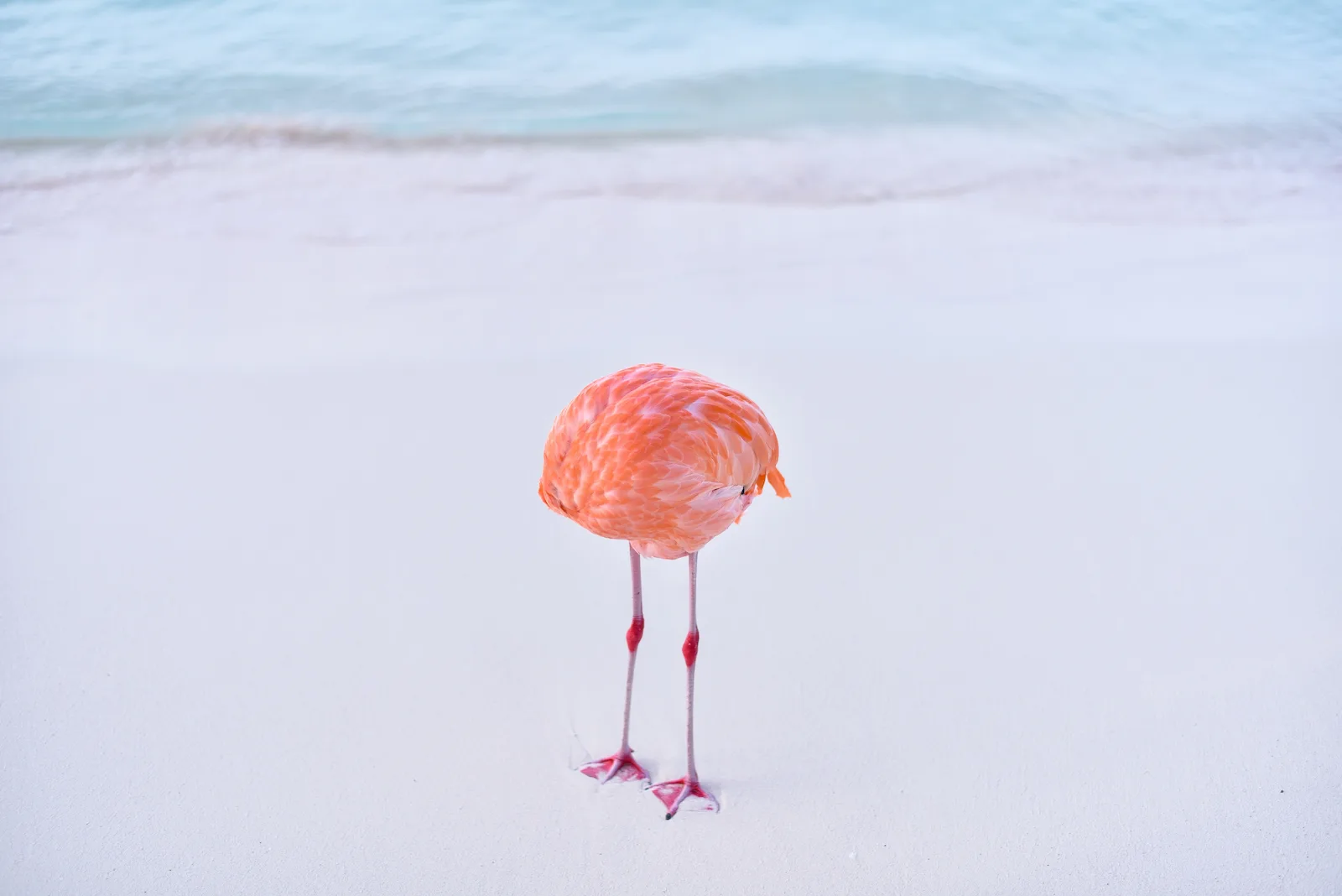 A flamingo stands on a Caribbean beach with its head tucked beneath its body creating the illusion of a headless bird 