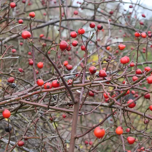 Rediscovering the benefits of rosehips