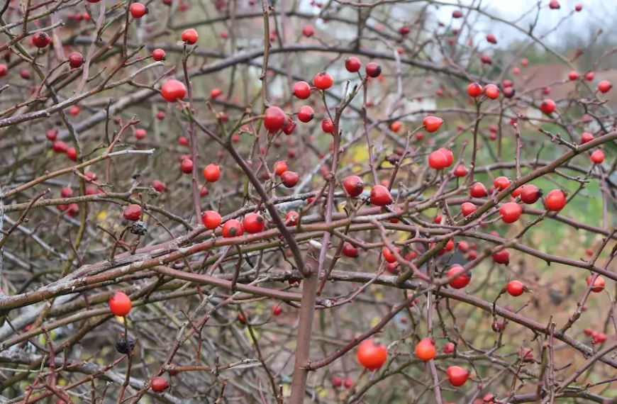 Rediscovering the benefits of rosehips