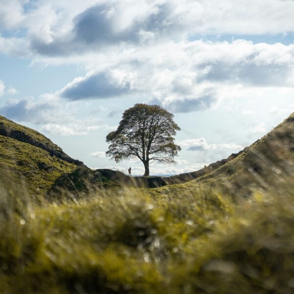 The Sycamore Gap tree standing in a dip along Hadrian’s Wall, Northumberland, before it was felled.
