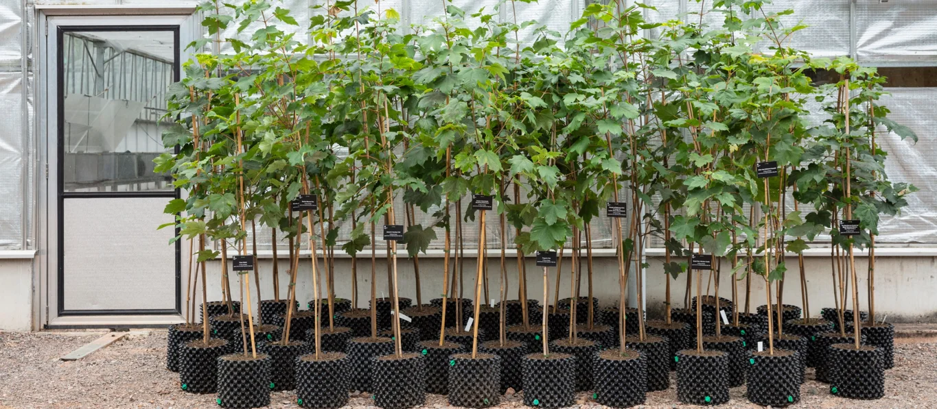 Forty-nine Trees of Hope saplings grown from the felled Sycamore Gap tree ready for planting across the UK 