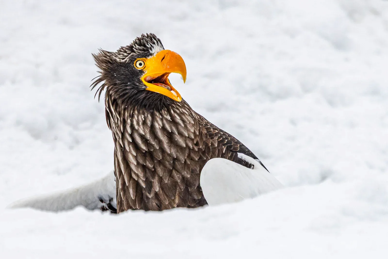 Stellers sea eagle perched in a deep snow hole holding a fish out of view looking at approaching birds