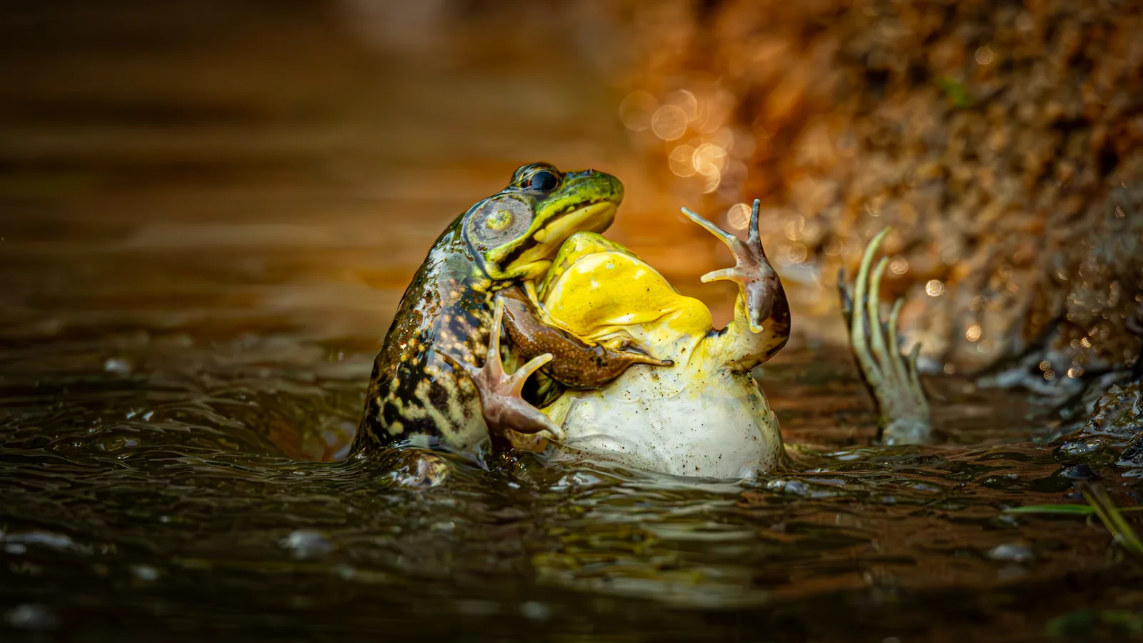 Two frogs tangled together in the water one pushing the other downwards 