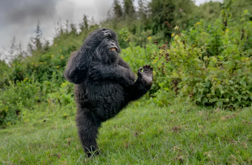 Young male gorilla high‑kicking while playing.