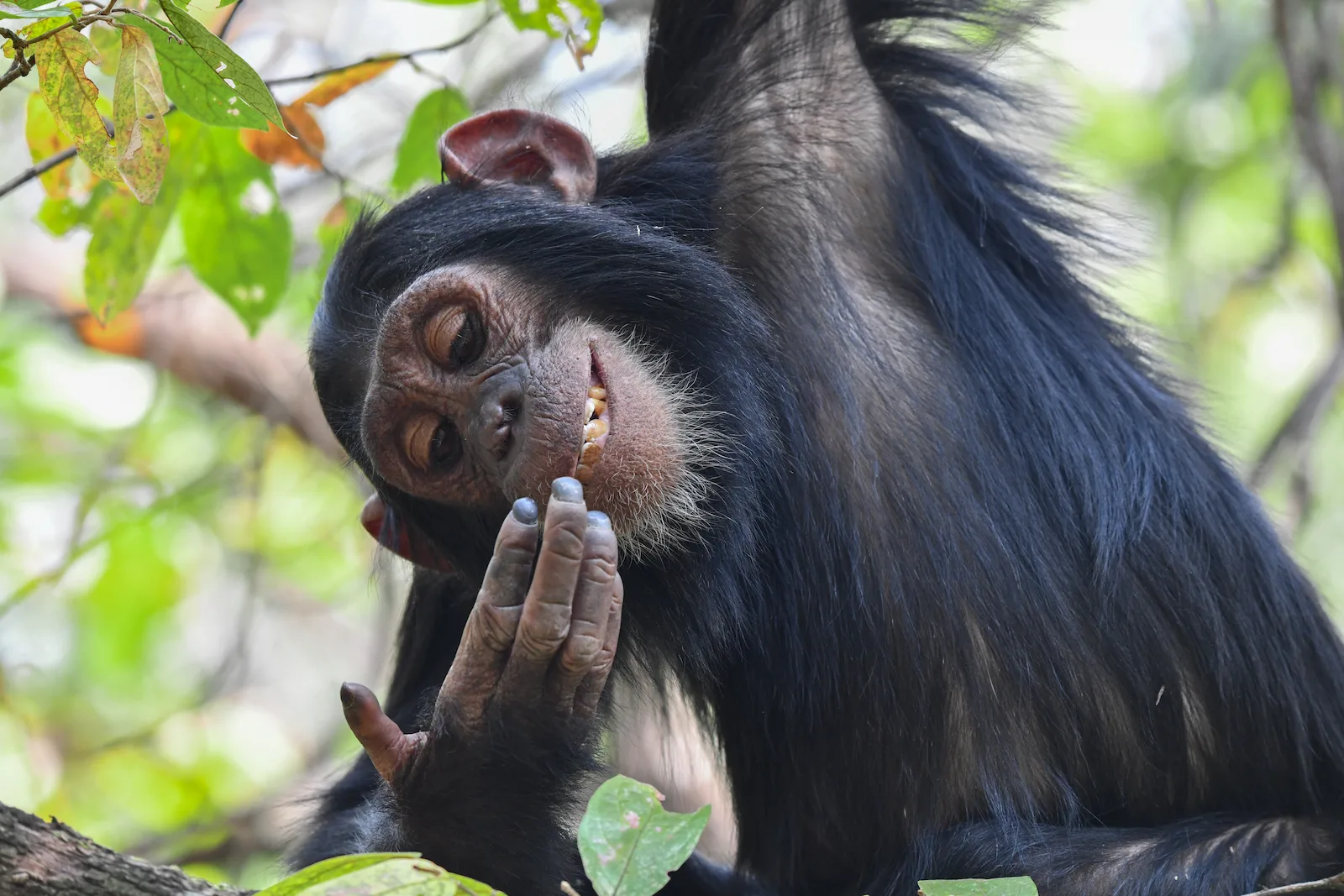 A young female chimpanzee looking at her finger and smiling after picking her nose