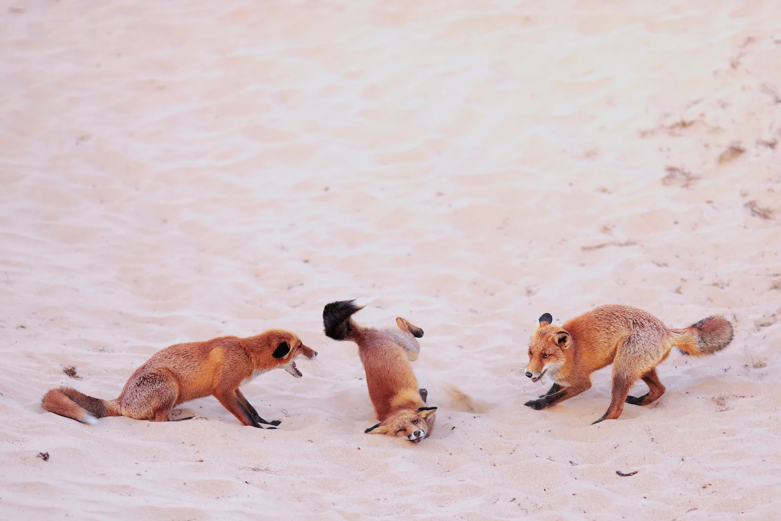 Three young red foxes playing in the sand with the middle one tumbling as the others watch