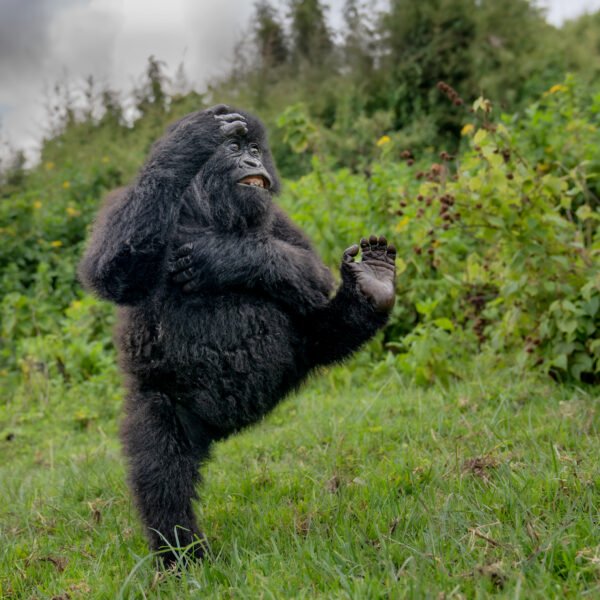 Gorilla “High Five” Photo Takes Top Prize in the 2025 Nikon Comedy Wildlife Awards