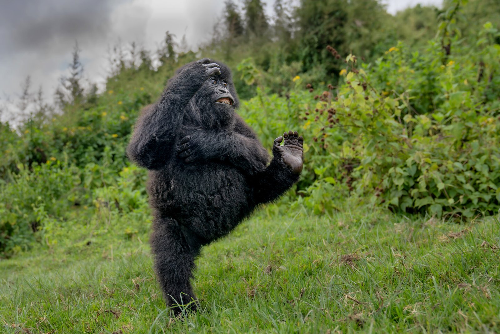 Gorilla “High Five” Photo Takes Top Prize in the 2025 Nikon Comedy Wildlife Awards