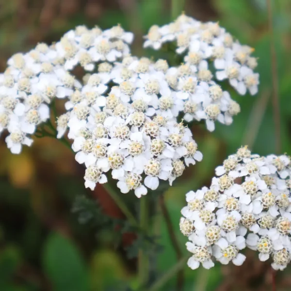 a close up of yarrow flowering