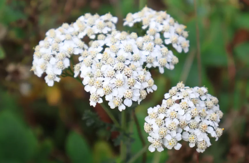 a close up of yarrow flowering